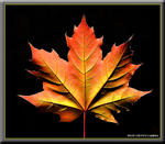 Maple Leaf Clipart